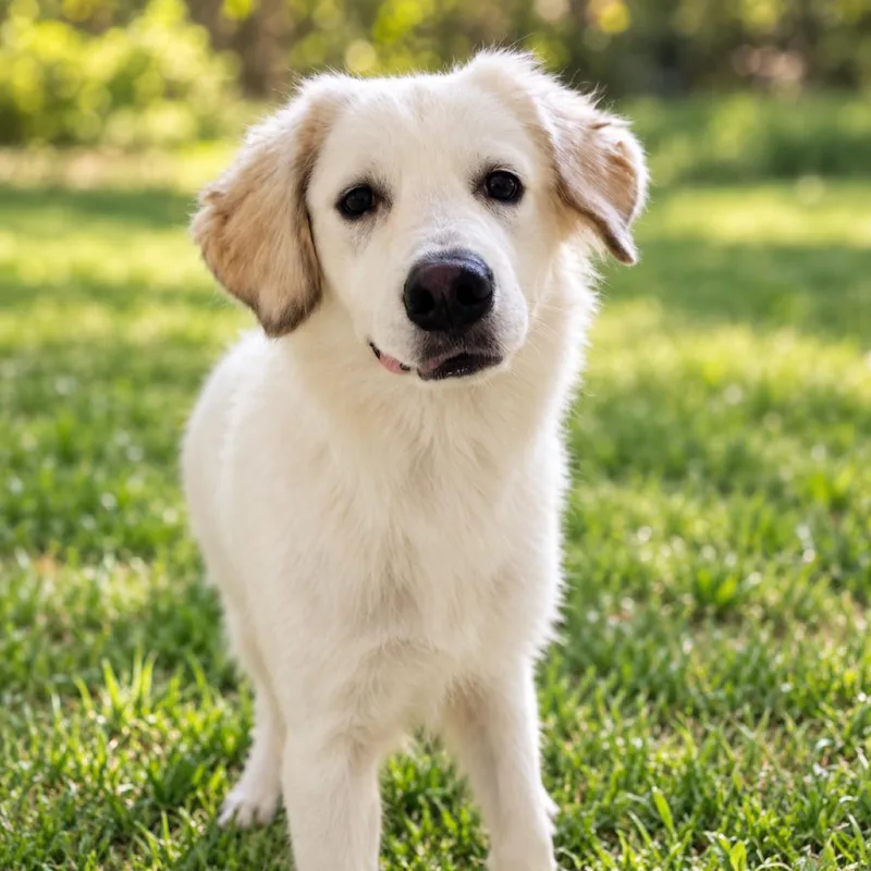 An adult medium-sized female White / Cream Mixed Breed dog named Snow for adoption in Wickenburg, AZ