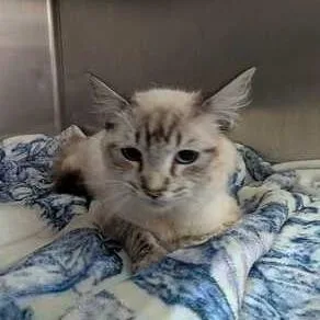 An adult medium-sized male White Siamese cat named Ezekiel for adoption in Jefferson city, TN