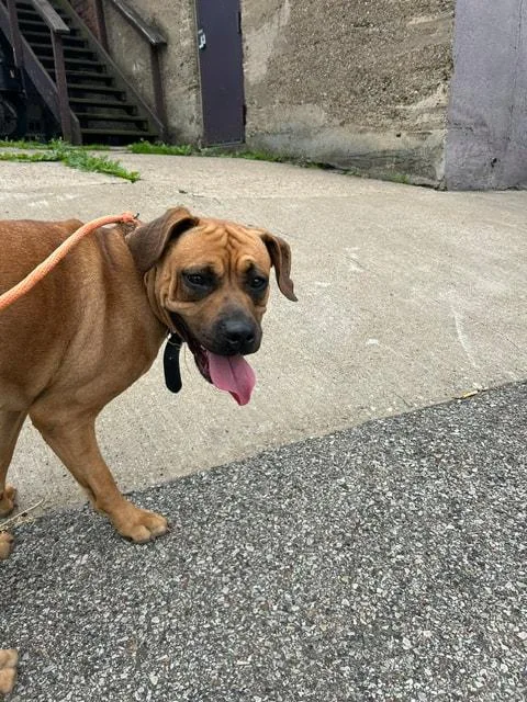 A young large-sized female Brown / Chocolate Boxer dog named Honey for adoption in Clairton, PA