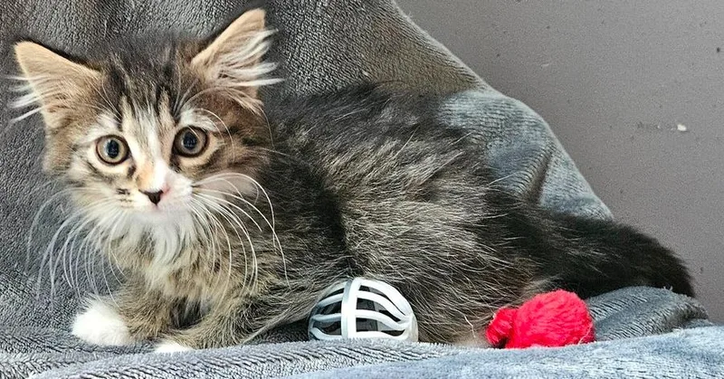 A baby small-sized female Domestic Long Hair cat named Souvlaki for adoption in Greensboro, NC