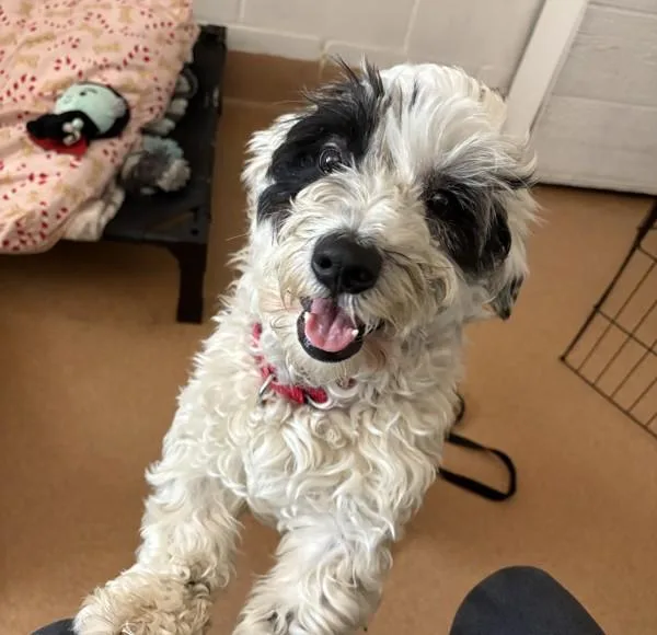 A young small-sized male Maltipoo dog named Shark Ruffalo for adoption in San Diego, CA