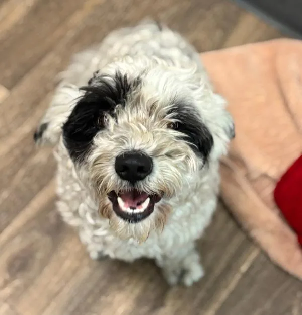 Shark Ruffalo thumbnail 2