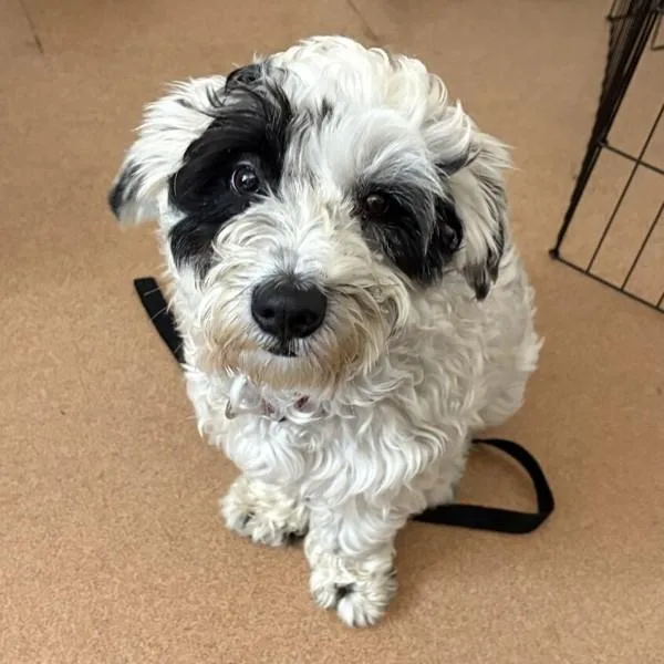 Shark Ruffalo thumbnail 3