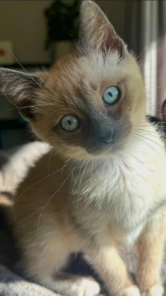 A baby medium-sized female Siamese cat named SterlingL for adoption in North Highlands, CA