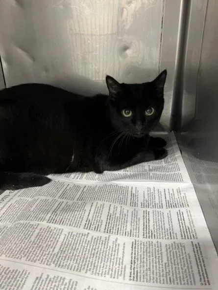 A young medium-sized female Domestic Short Hair cat named Bertha for adoption in Chatsworth, CA