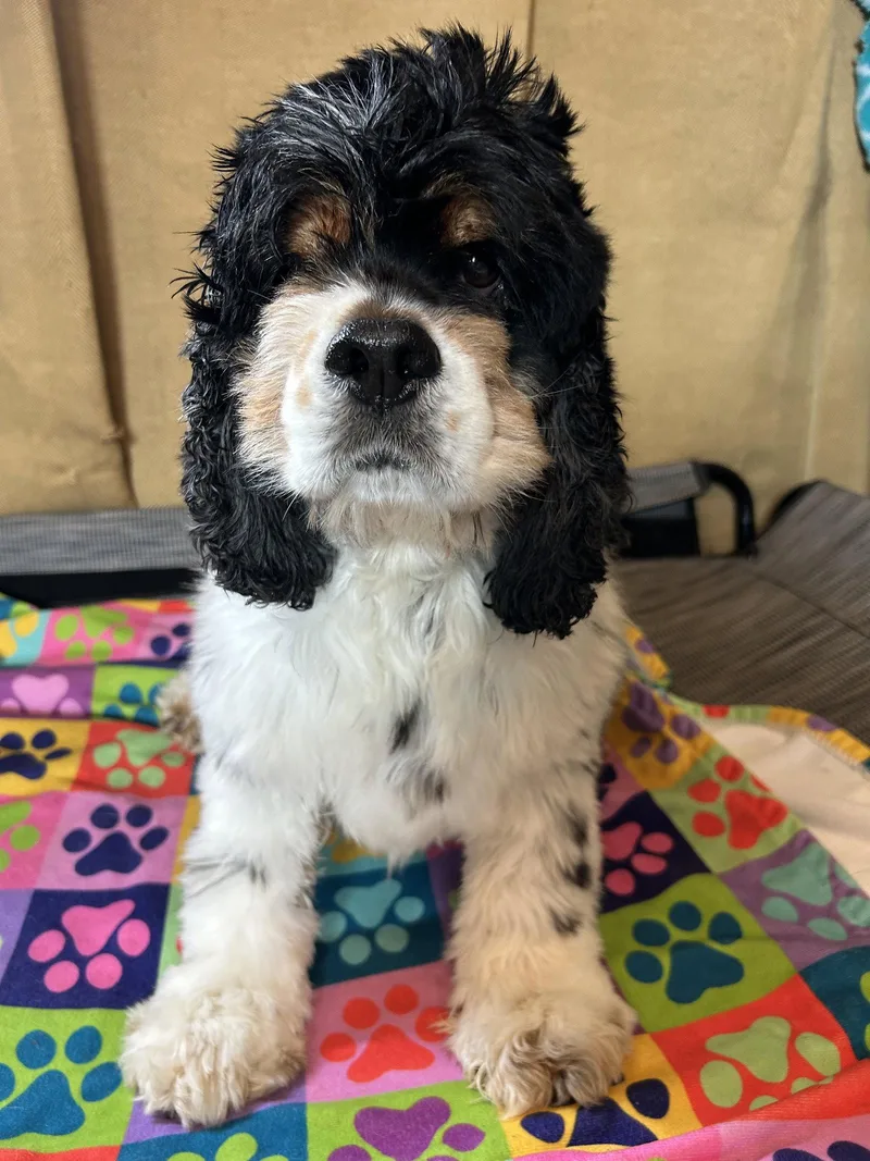 An adult small-sized male Cocker Spaniel dog named Jonas Mar for adoption in Pacolet, SC