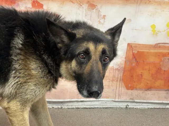 An adult large-sized male German Shepherd Dog dog named Eddie for adoption in San Bernardino, CA