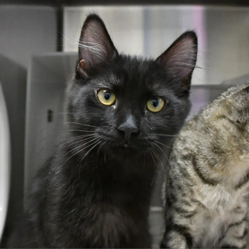 An adult large-sized female Smoke Domestic Short Hair cat named Maxine for adoption in Santa Barbara, CA