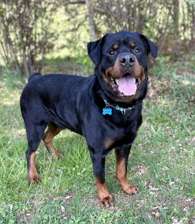 A young medium-sized male Rottweiler dog named Nike for adoption in Spring Lake, NJ