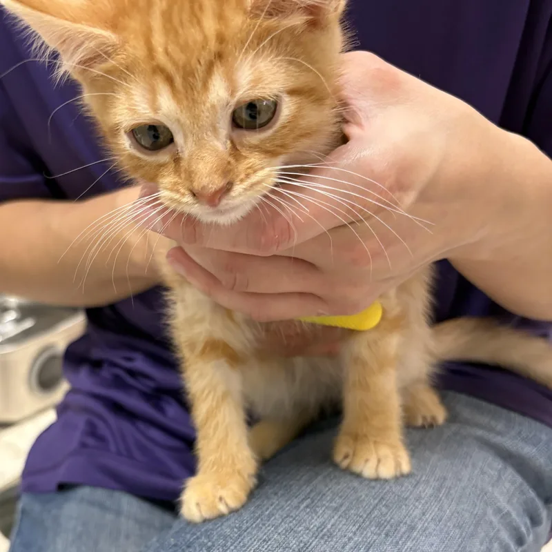 A baby small-sized male Domestic Short Hair cat named Kansas for adoption in North Arlington, NJ