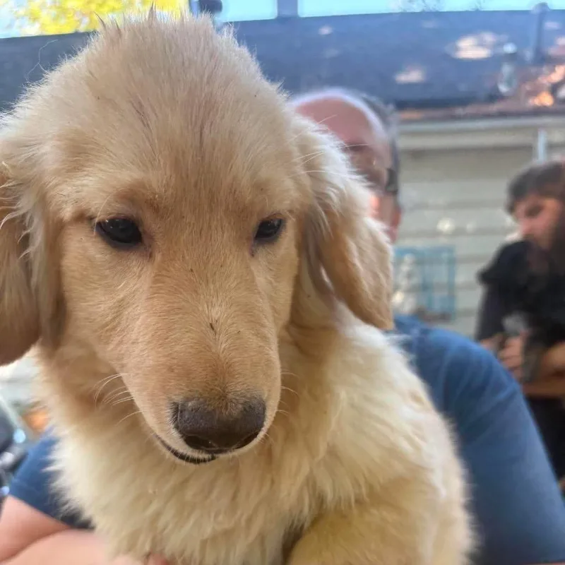 A baby medium-sized male Golden Australian Shepherd dog named Mack for adoption in Hackett, AR