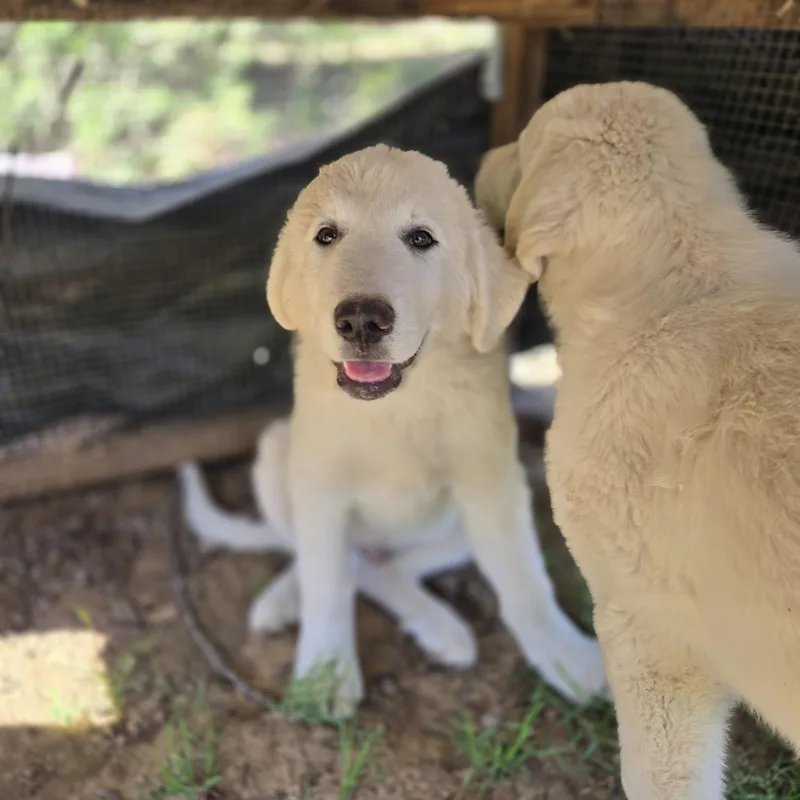 A baby large-sized male White / Cream Great Pyrenees dog named Boo for adoption in Mansfield, TX