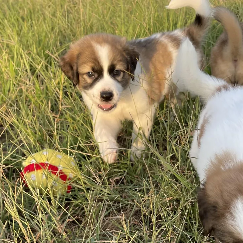 A baby large-sized male Great Pyrenees dog named Murphy for adoption in Sadler, TX