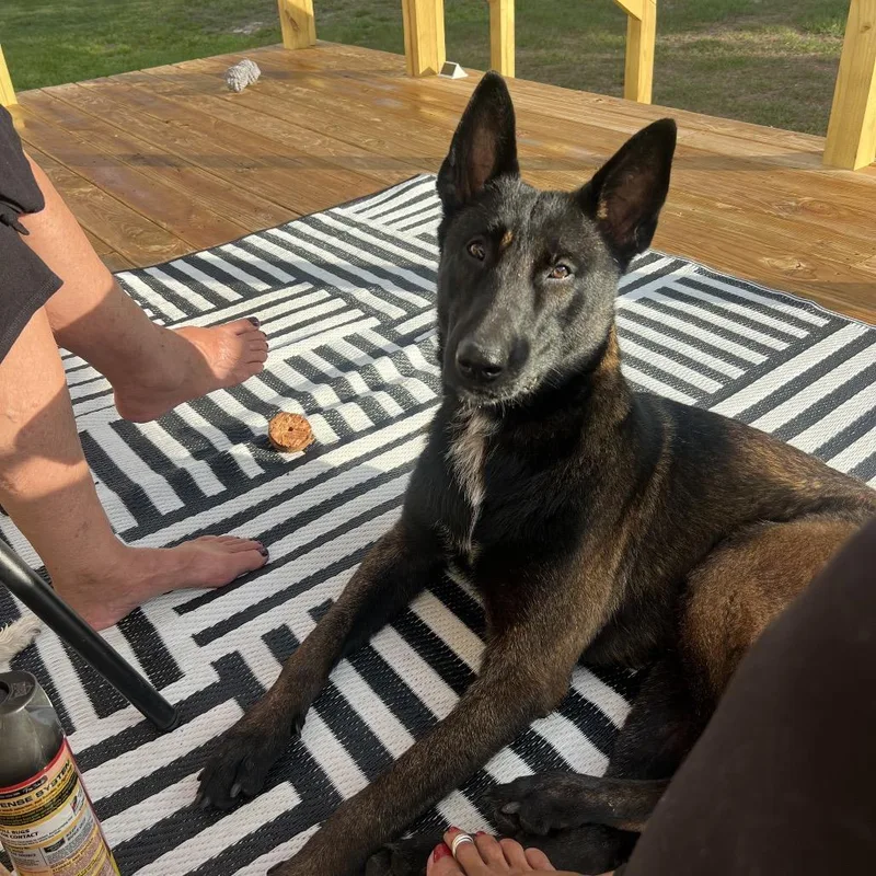 A young medium-sized male Black Belgian Shepherd / Malinois dog named Sir for adoption in Port Richey, FL