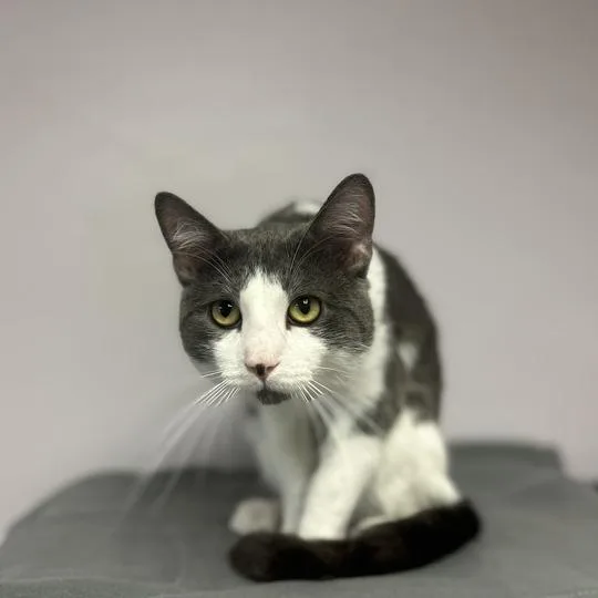 A young medium-sized male Gray / Blue / Silver Domestic Short Hair cat named Stitch for adoption in Davenport, IA