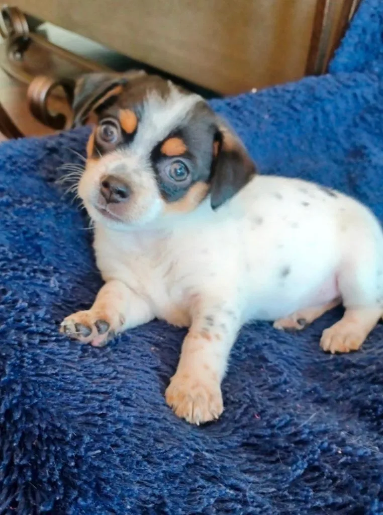 A baby small-sized female Tricolor (Brown, Black, & White) Chihuahua dog named Minnie for adoption in Shingle Springs, CA