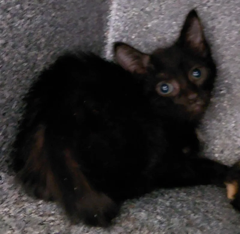 A baby small-sized female Domestic Short Hair cat named Raya for adoption in Henderson, NC
