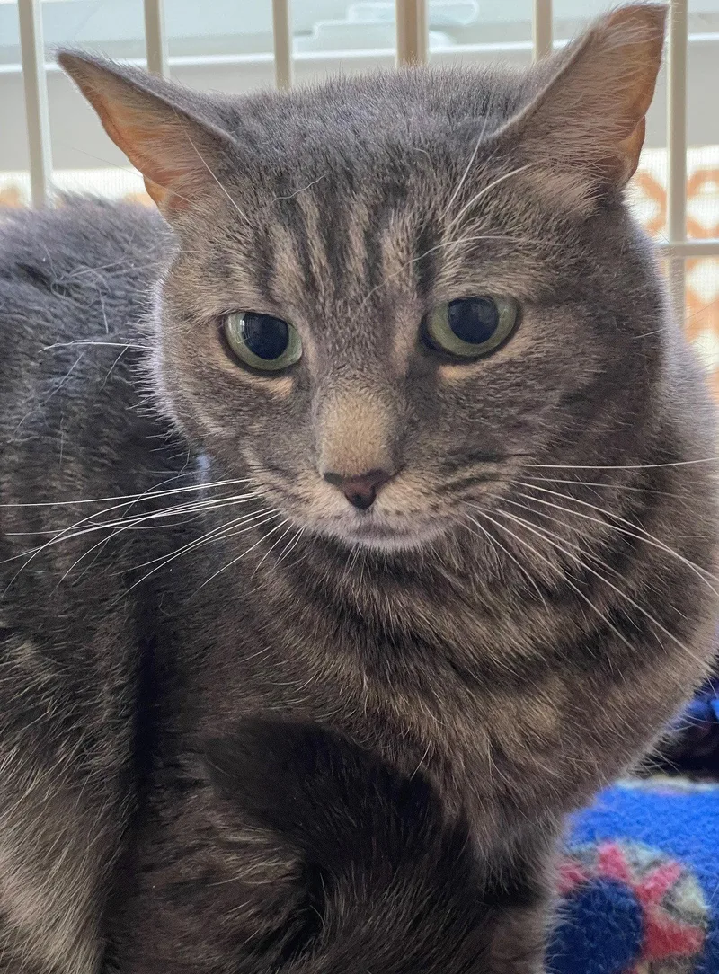 An adult medium-sized female Tabby cat named Relish for adoption in Island Lake, IL