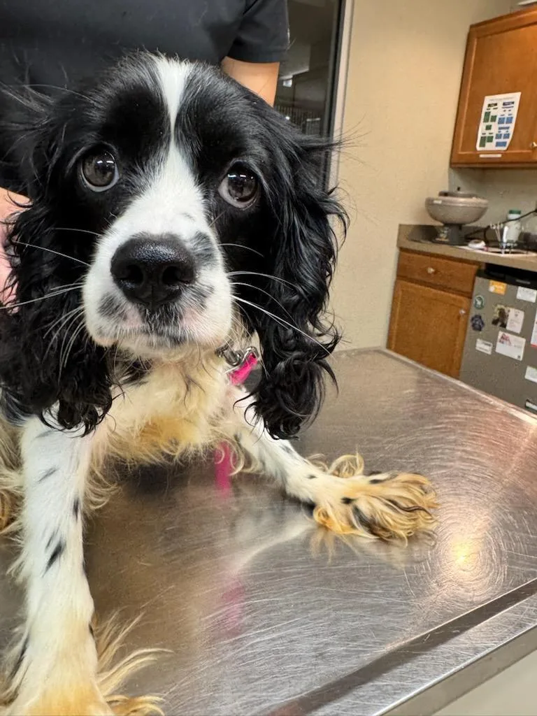 A young small-sized female Black Cocker Spaniel dog named Maizey for adoption in Battle Creek, MI