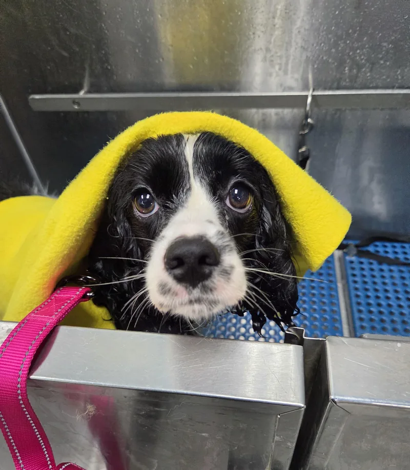 Maizey thumbnail 2