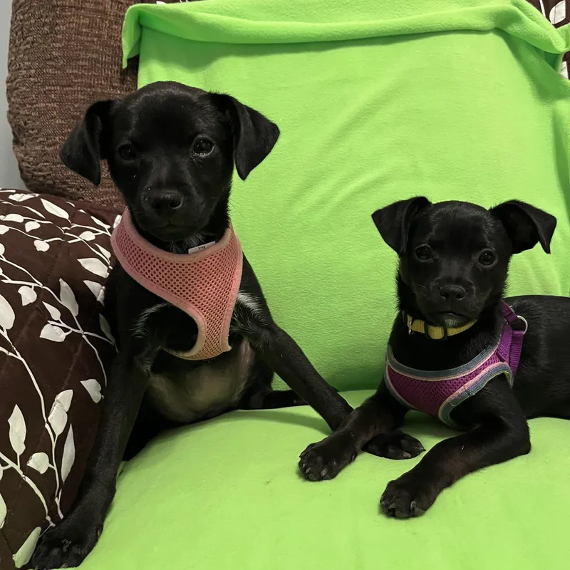 A baby small-sized female Chihuahua dog named Bourbon & Julip for adoption in Crystal Lake, IL