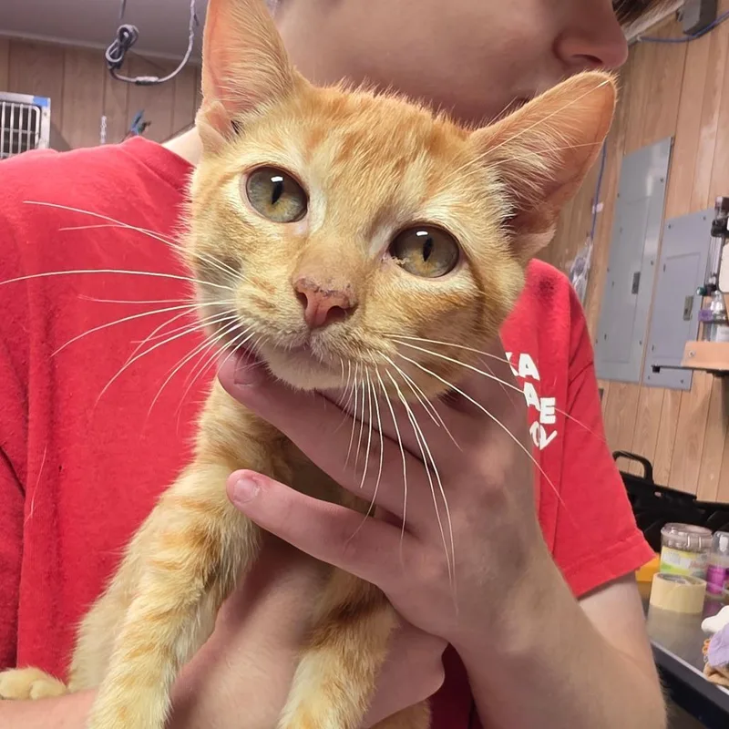A baby small-sized male Orange / Red Domestic Short Hair cat named Lover Boy for adoption in Leander, TX