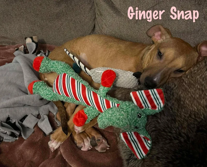 Ginger Snap thumbnail 2