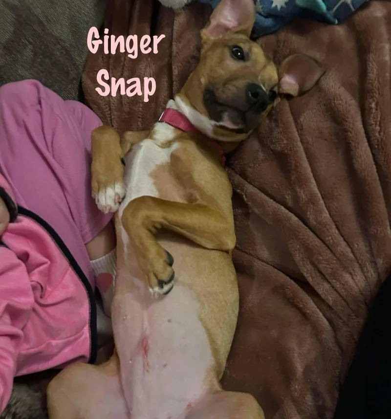 Ginger Snap thumbnail 3
