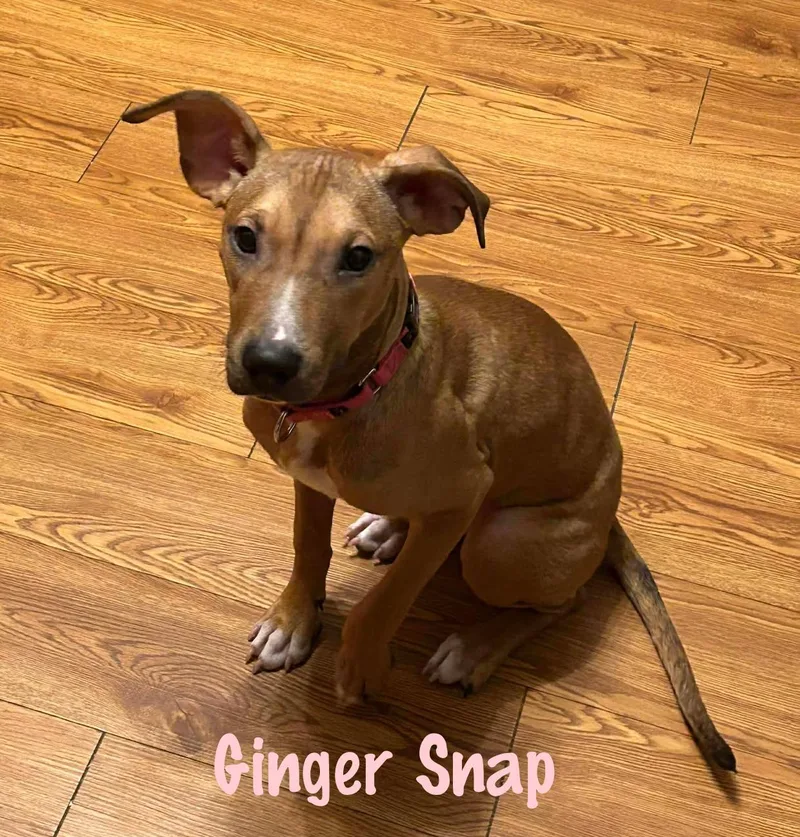 Ginger Snap thumbnail 4