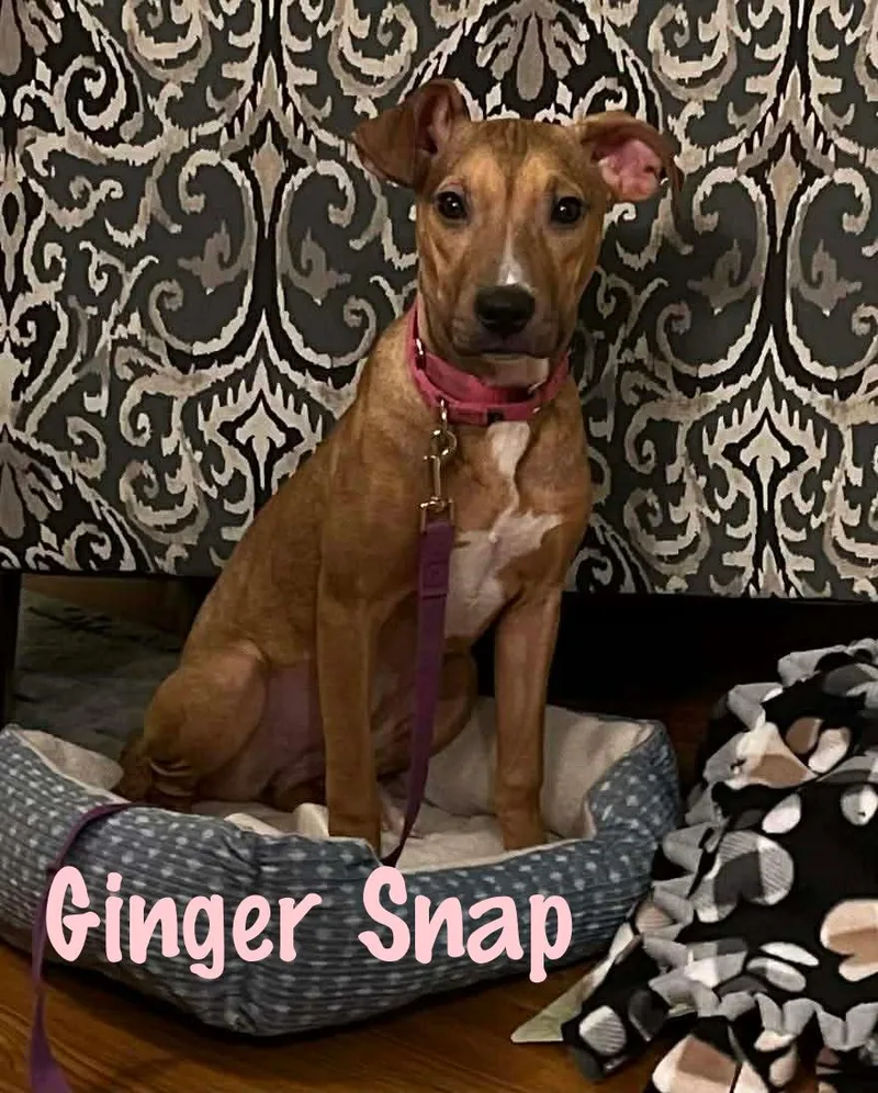 Ginger Snap thumbnail 5