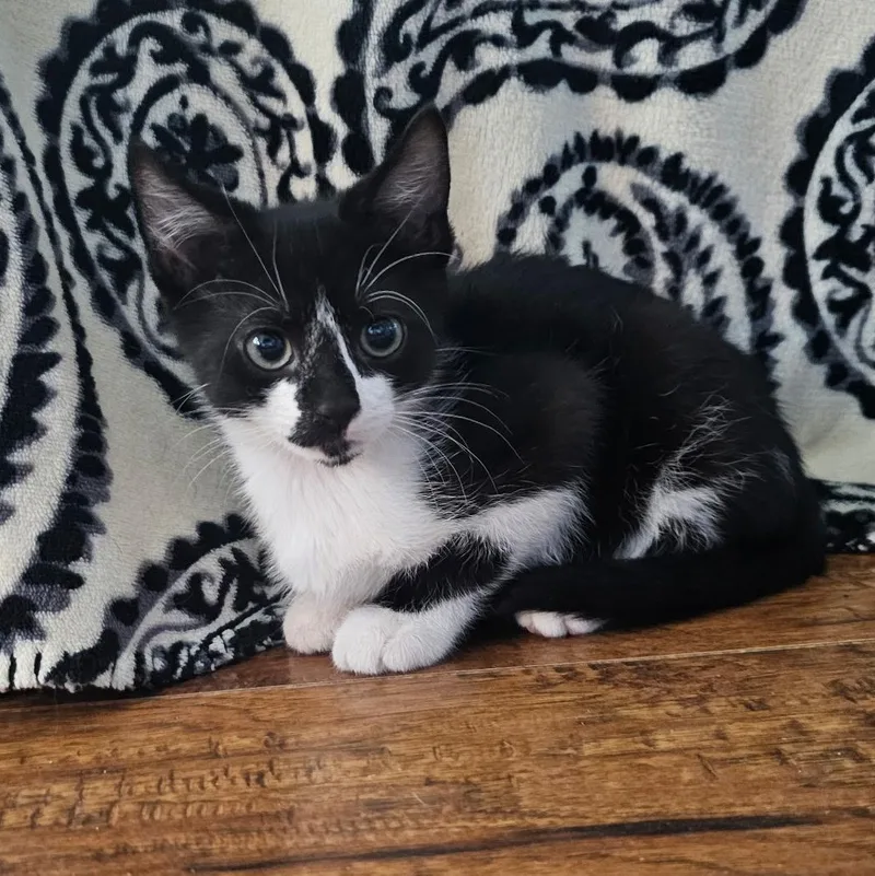 A baby medium-sized male Black Domestic Short Hair cat named Homer Simpson for adoption in Pendleton, OR