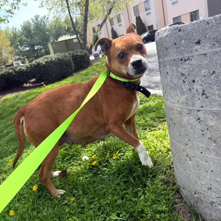 A baby small-sized female Brown / Chocolate Mixed Breed dog named Hera for adoption in Rockville, MD