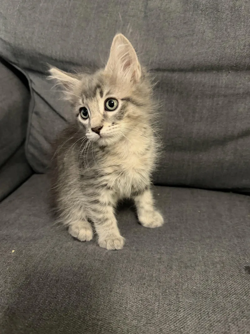 Milo the handsome