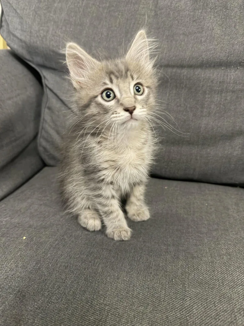 Milo  the handsome thumbnail 2