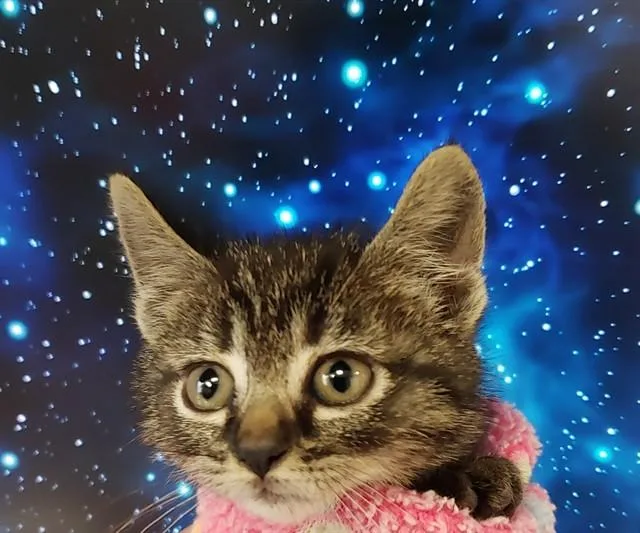 A baby small-sized female Domestic Short Hair cat named Garnet for adoption in Tucson, AZ