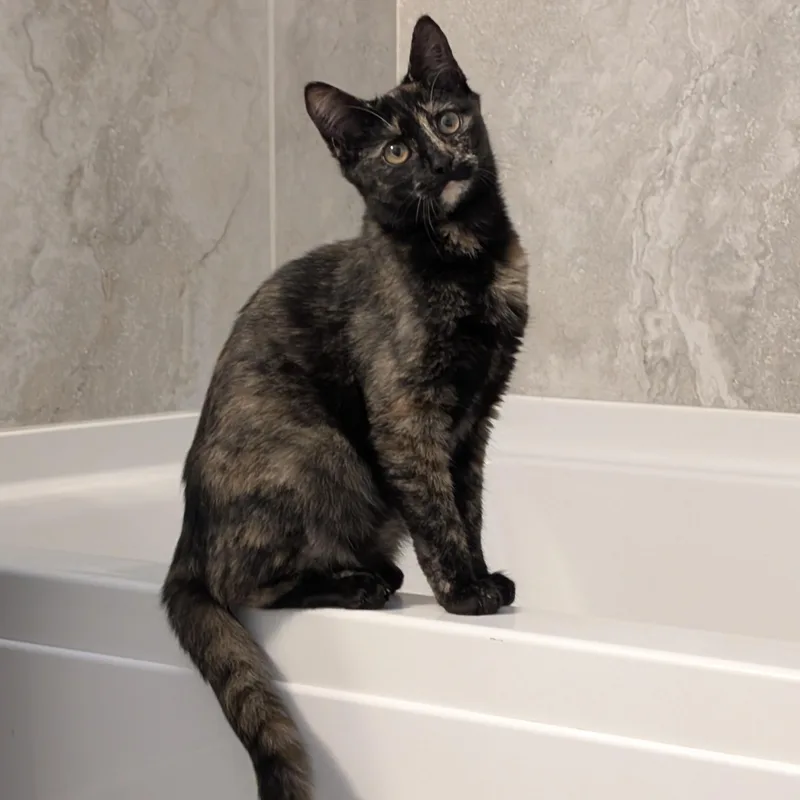 Isabella thumbnail 2