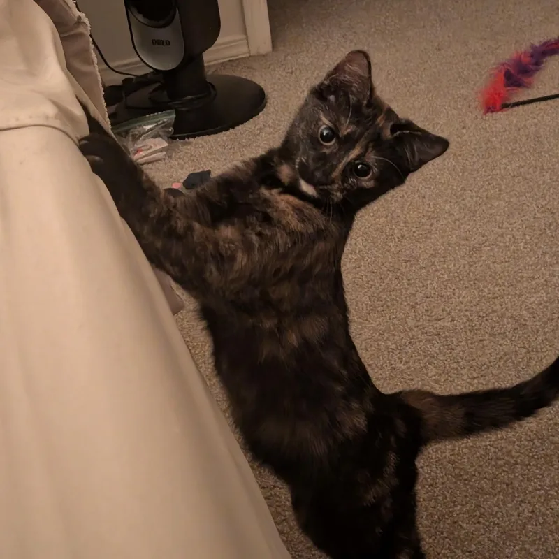 Isabella thumbnail 4