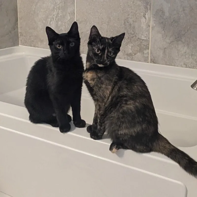 Isabella thumbnail 5