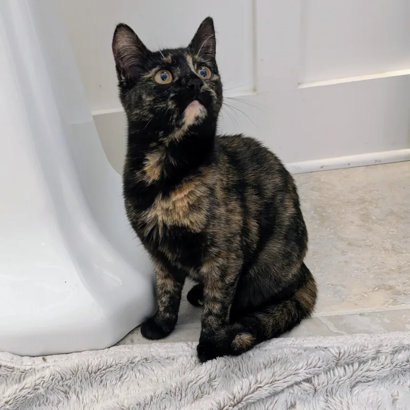 Isabella thumbnail 6