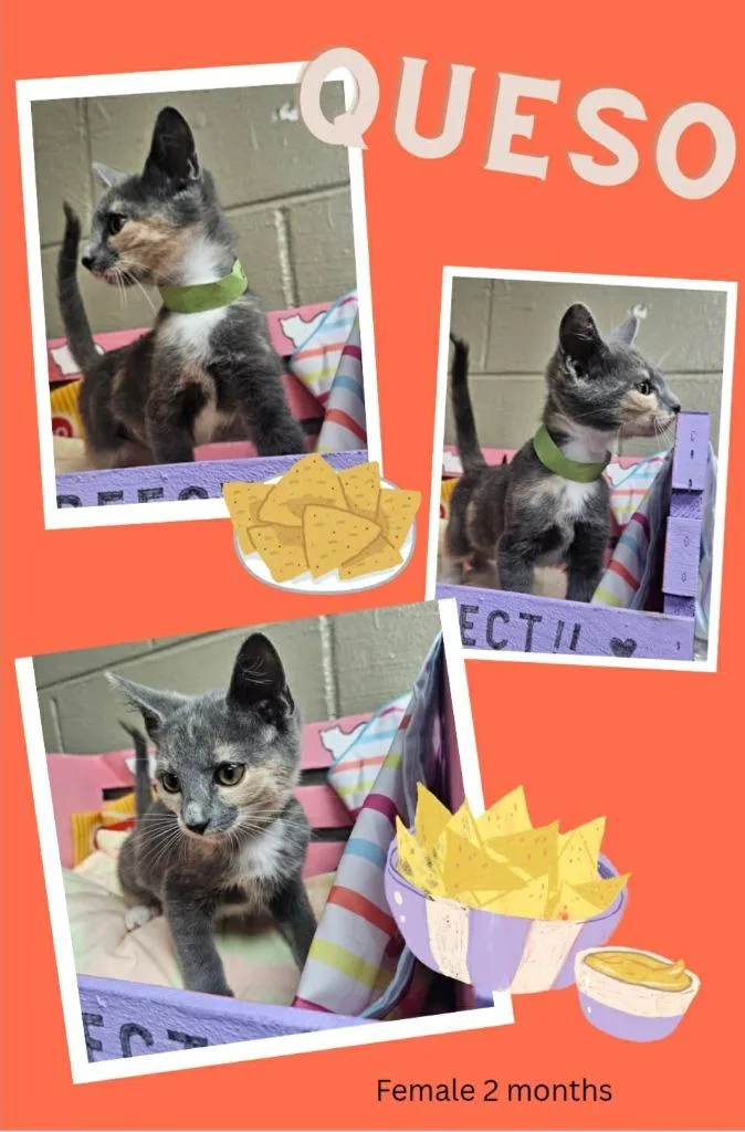 Queso