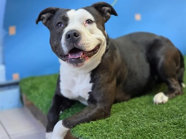 An adult large-sized female Pit Bull Terrier dog named Siete for adoption in Gardena, CA