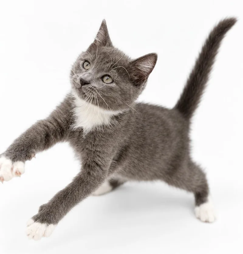 A baby small-sized male Gray & White Russian Blue cat named Rogue wins the heart for adoption in Bedford Hills, NY