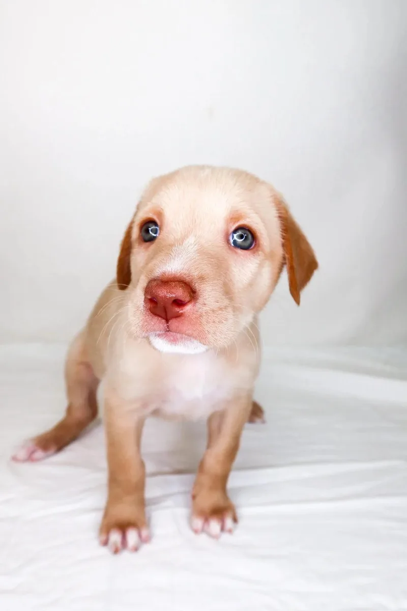 A baby medium-sized female Apricot / Beige Labrador Retriever dog named Belinda for adoption in Bixby, OK
