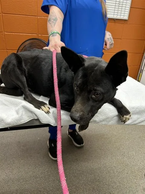 An adult small-sized female Rat Terrier dog named Elanor for adoption in Huntsville, AL
