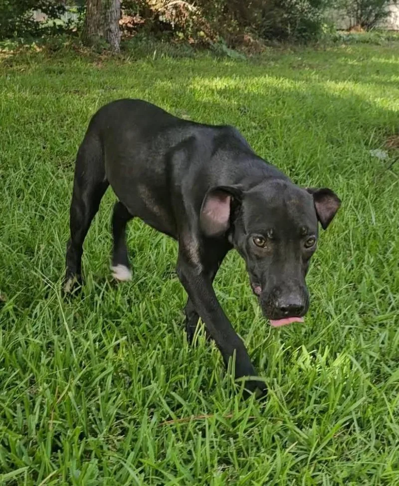 A baby medium-sized female Mixed Breed dog named Mary for adoption in Fond Du Lac, WI