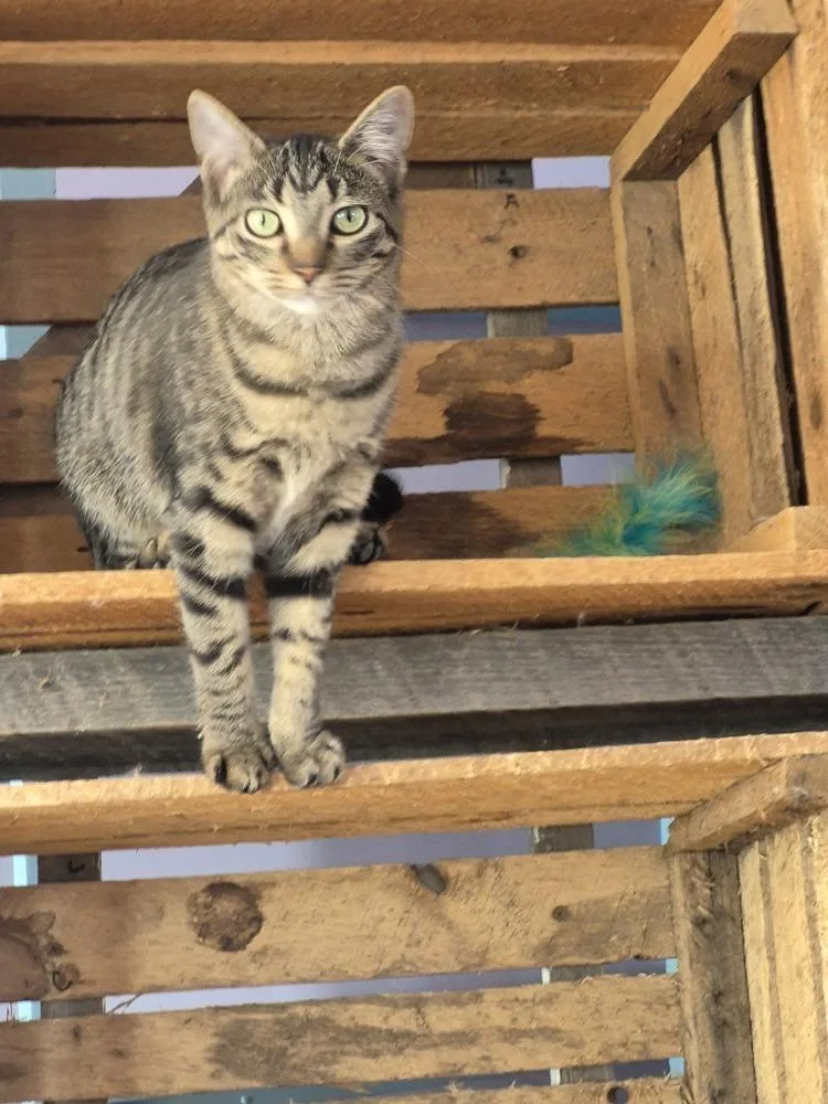 A baby small-sized female Domestic Short Hair cat named Calgary for adoption in Wild Rose, WI