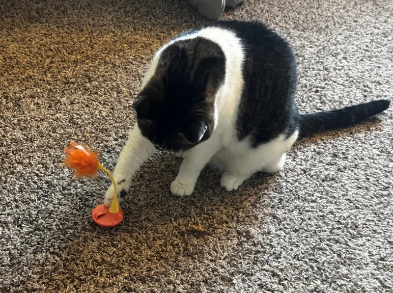 An adult medium-sized female Tabby cat named BONNIE   Offered for adoption in Hillsboro, OR