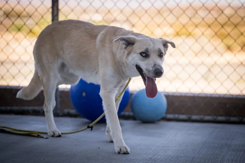 A young medium-sized female Shepherd dog named Shya for adoption in Twentynine Palms, CA