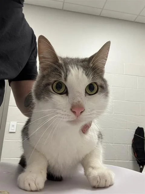 An adult small-sized male Domestic Short Hair cat named Wakko for adoption in Indianapolis, IN