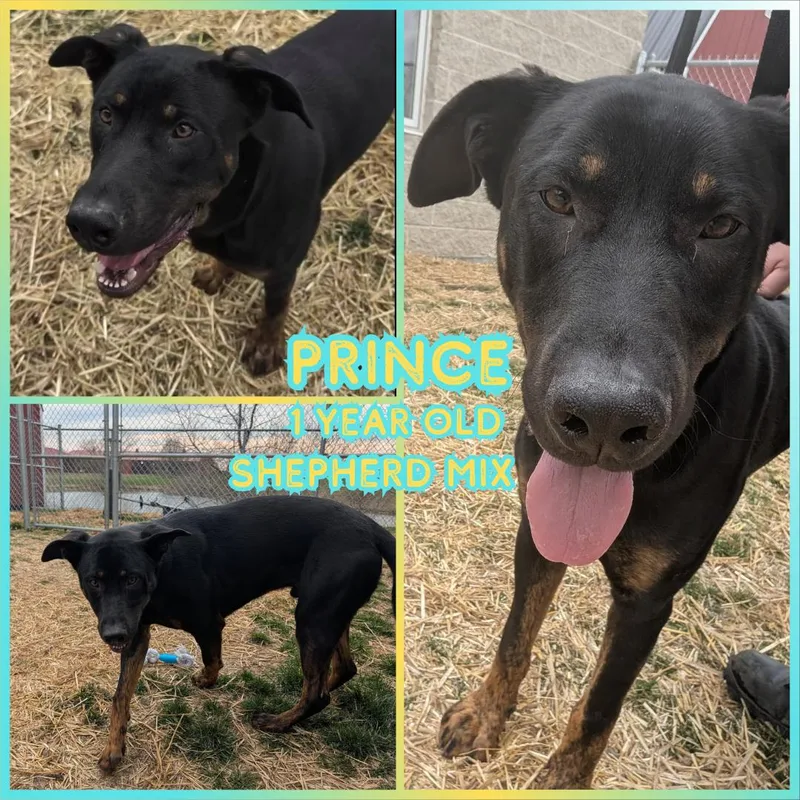 An adult large-sized male Black Shepherd dog named Prince for adoption in Franklin, IN